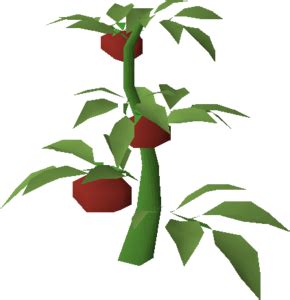 osrs tomato seed|Tomato plant .